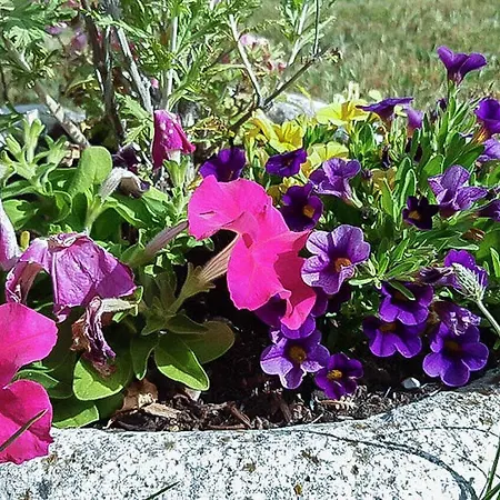 Hébergement de vacances Framboisine *